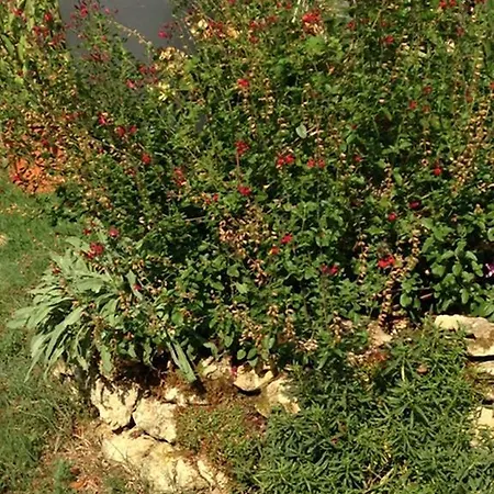 לינה וארוחת בוקר Les Camelias *