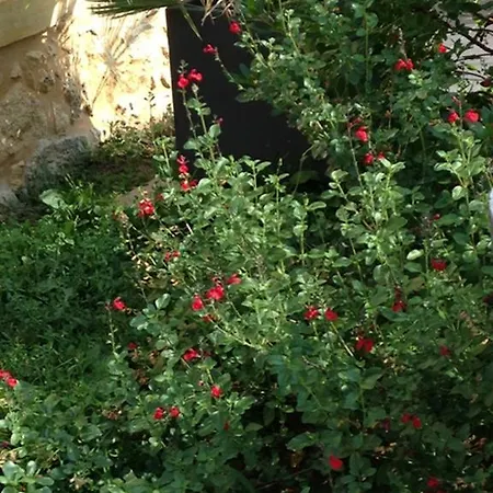 Les Camelias Lalinde