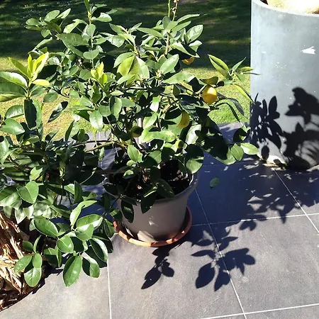 לינה וארוחת בוקר Les Camelias Lalinde