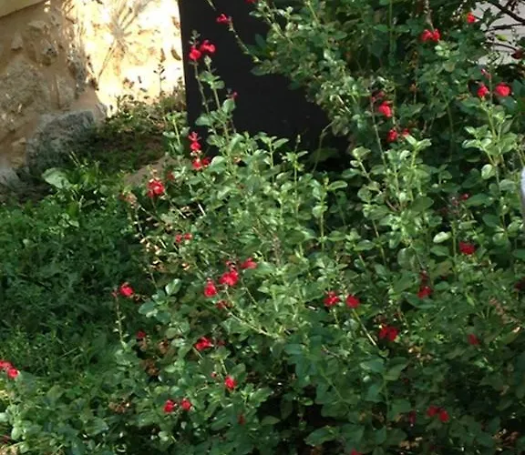 Les Camelias Lalinde